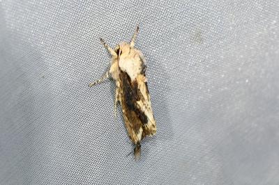 <i>Egira conspicillaris</i>