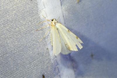 <i>Lomographa bimaculata</i>