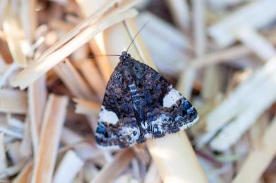 <i>Tyta luctuosa</i>