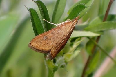 <i>Udea ferrugalis</i>