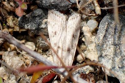 <i>Eudonia angustea</i>
