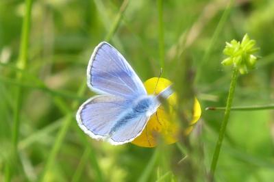<i>Polyommatus icarus</i>