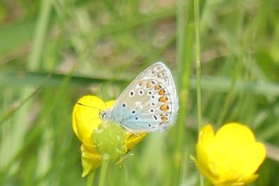 <i>Polyommatus icarus</i>