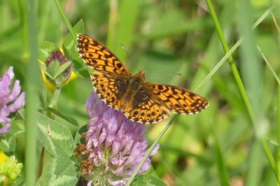 <i>Boloria dia</i>