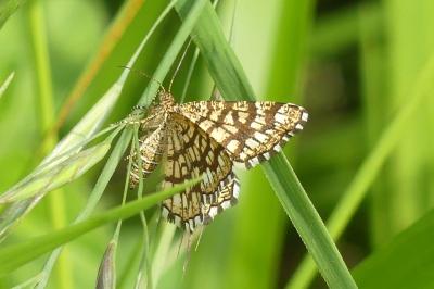 <i>Chiasmia clathrata</i>