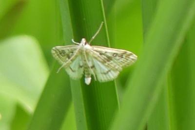 <i>Parapoynx stratiotata</i>