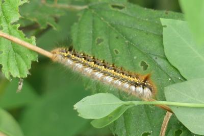 <i>Euthrix potatoria</i>