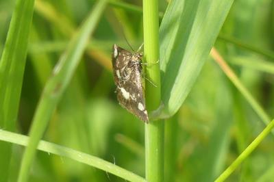 <i>Pyrausta aurata</i>