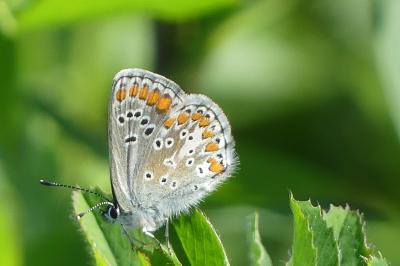<i>Aricia agestis</i>