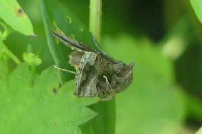 <i>Autographa gamma</i>