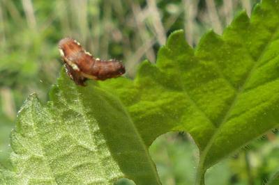 <i>Erannis defoliaria</i>