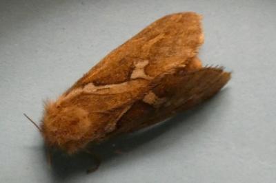 <i>Korscheltellus lupulinus</i>