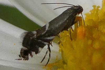 <i>Glyphipterix simpliciella</i>