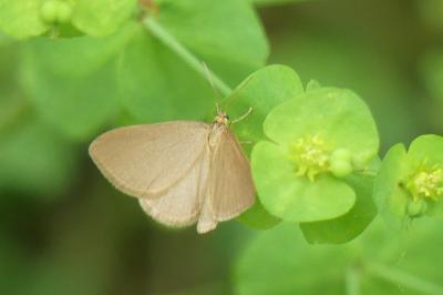<i>Minoa murinata</i>