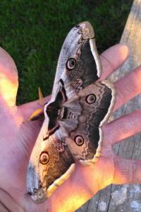 <i>Saturnia pyri</i>