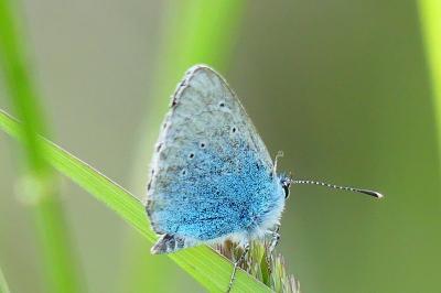 <i>Glaucopsyche alexis</i>