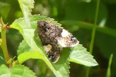<i>Tyta luctuosa</i>