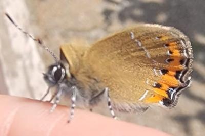 <i>Satyrium pruni</i>