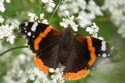 <i>Vanessa atalanta</i>
