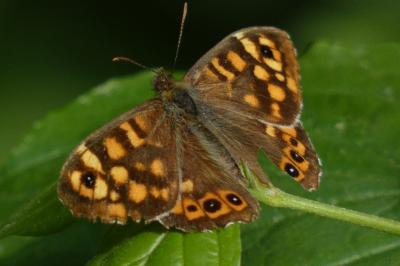 <i>Pararge aegeria</i>