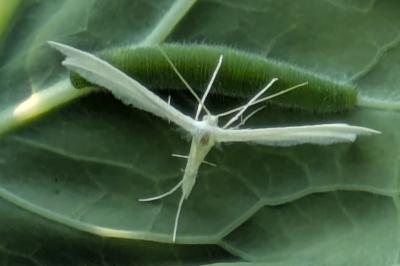 <i>Pterophorus pentadactylus</i>