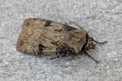 <i>Agrotis puta</i>