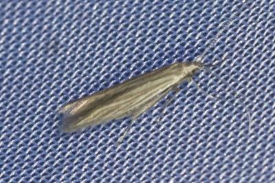 <i>Coleophora</i>