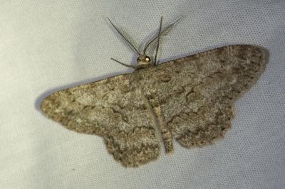 <i>Hypomecis punctinalis</i>