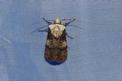 <i>Agrotis puta</i>