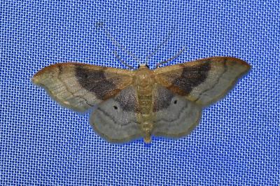 <i>Idaea degeneraria</i>