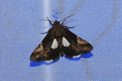 <i>Aedia funesta</i>