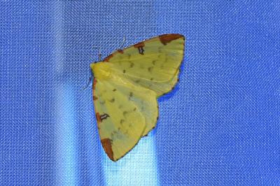 <i>Opisthograptis luteolata</i>