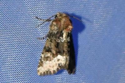 <i>Oligia</i>
