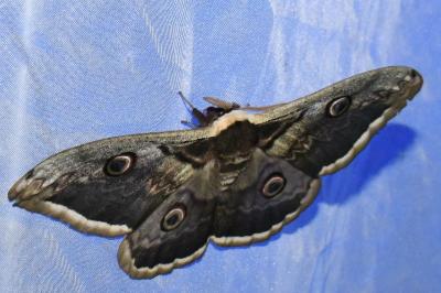 <i>Saturnia pyri</i>