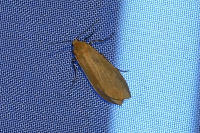 <i>Wittia sororcula</i>