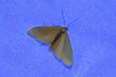 <i>Wittia sororcula</i>