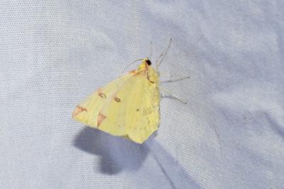 <i>Opisthograptis luteolata</i>