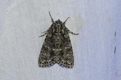 <i>Acronicta rumicis</i>