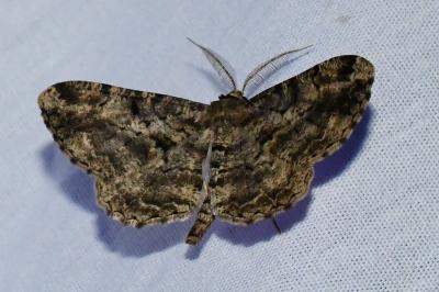 <i>Peribatodes rhomboidaria</i>