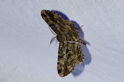 <i>Peribatodes rhomboidaria</i>