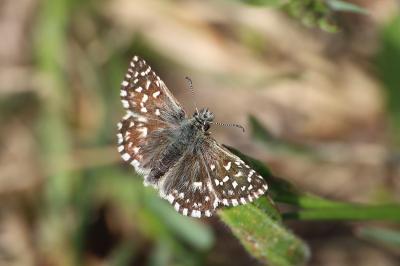 <i>Pyrgus malvae</i>