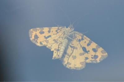 <i>Pseudopanthera macularia</i>