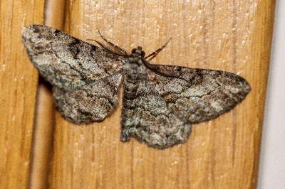 <i>Peribatodes rhomboidaria</i>