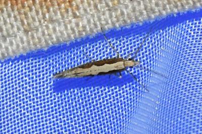 <i>Plutella xylostella</i>