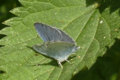 <i>Celastrina argiolus</i>