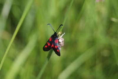 <i>Zygaena trifolii</i>