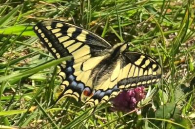 <i>Papilio machaon</i>