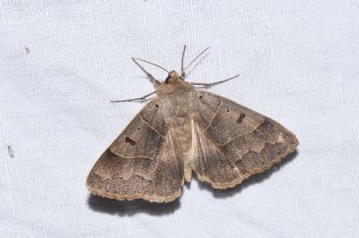 <i>Minucia lunaris</i>