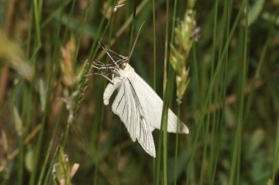 <i>Siona lineata</i>