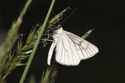 <i>Siona lineata</i>